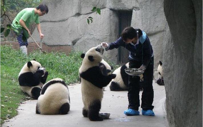 【成都外宾私人游】成都市区熊猫基地一日游